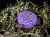 Szampon w kostce Hi Gloss Shampoo Bar 60g - HOLLAND - lavender